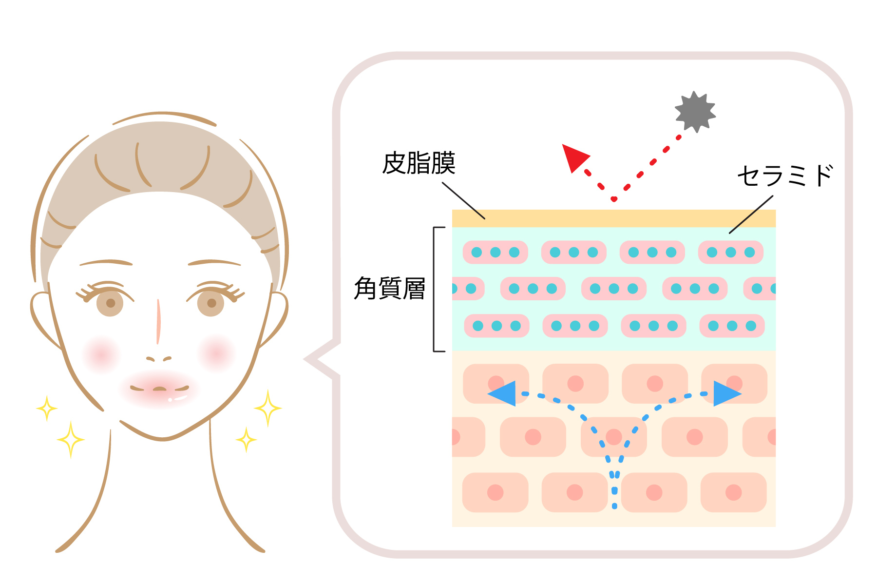 バリア機能を強化しよう
